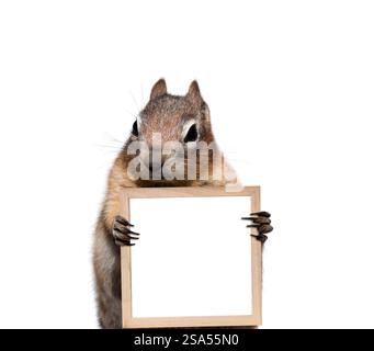 Funny little chipmunk holding blank empty wooden picture frame sign in its hands isolated cutout Stock Photo