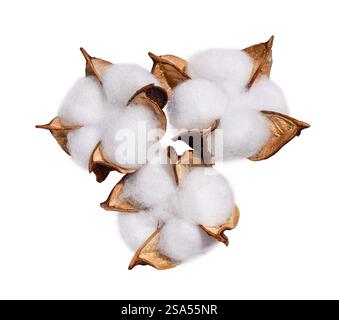 Group of cotton flowers isolated cutout on white background Stock Photo