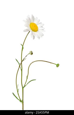 Oxeye daisy plant with flower and stem isolated cutout on white Stock Photo