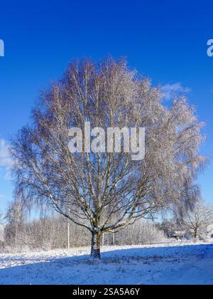 Snowy birch tree in winter against a blue sky Stock Photo