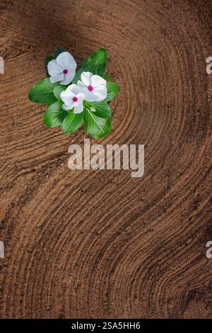 White flower with green leaves against the background of wave patterns on the sand Stock Photo