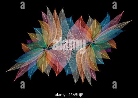 Multi-colored skeleton leaves arranged on black background Stock Photo