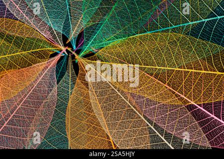Multi-colored skeleton leaves arranged in radial pattern Stock Photo