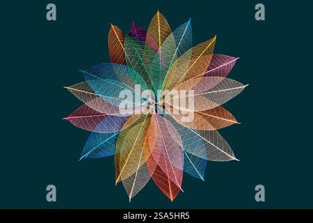 Multi-colored skeleton leaves arranged in radial pattern on dark green background Stock Photo