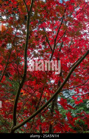 Vibrant red leaves of red acer tree shimmer under sunlight, showcasing the beauty of autumn in the New Forest, England, UK Stock Photo