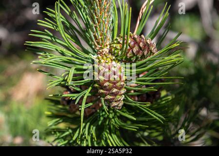 Close-up of a pine cone on a tree in the mountains Stock Photo