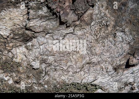 Texture of an old tree trunk Stock Photo