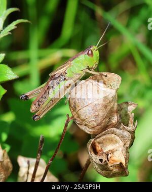 A Common field Grasshopper (Chorthippus brunneus) in the Cotswold Hills Gloucestershire UK Stock Photo