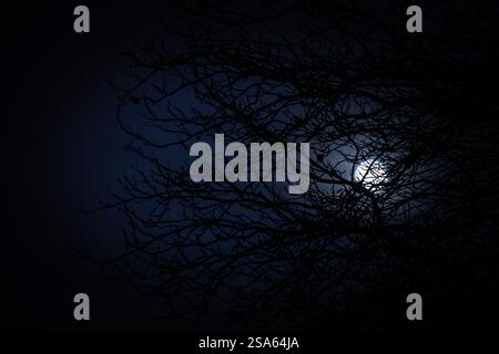 Super Moon in between winter branches Stock Photo