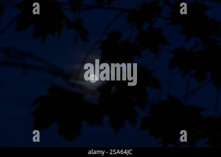 Super Moon in between leaves Stock Photo