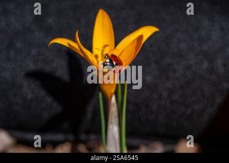 A ladybug is sitting on a flower. The flower is yellow and has a black stem. The ladybug is on the flower's petal Stock Photo