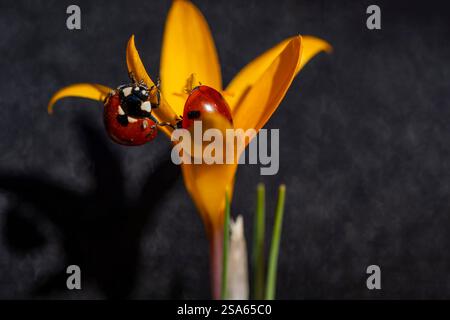 Two ladybugs are on a flower. The flower is yellow and the ladybugs are red. The image has a peaceful and calm mood Stock Photo