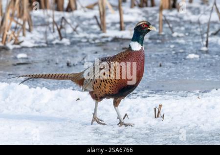 North America; United States; Montana; Mission Valley; Wildlife; Birds; Chinese Ringneck Phesant; Phasianus colchicus; Male Stock Photo