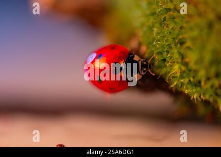 A ladybug is on a green leaf. The ladybug is red and black Stock Photo