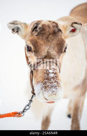 Close up portrait of reindeer on farm in Lapland Finland outdoors on winter day Stock Photo
