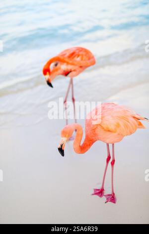 Pink flamingos at beach in Aruba Stock Photo - Alamy