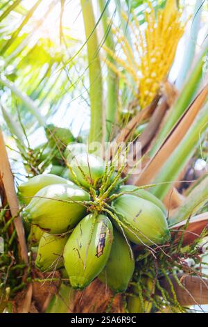 Fresh green coconuts on tree Stock Photo