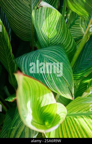 Nature background of fresh green tree leaves close up Stock Photo