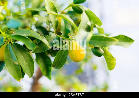 Amalfi lemons growing on trees at organic farm in Italy Stock Photo
