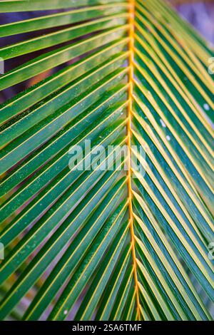 Nature background of fresh green palm tree leaves close up Stock Photo