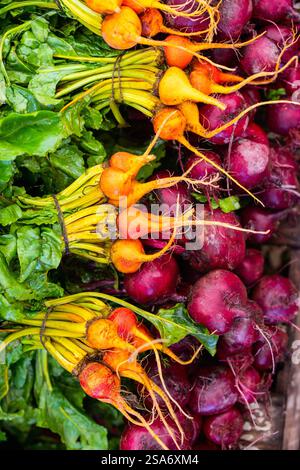 Vibrant yellow and purple beets with fresh leafy green tops, showing their natural roots and organic harvest state. Stock Photo