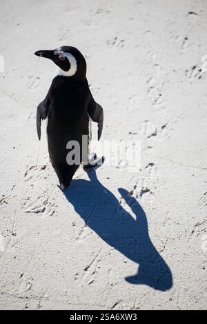 A single African penguin standing upright on sandy ground, casting a long shadow in the sunlight, with scattered footprints in the background. Stock Photo