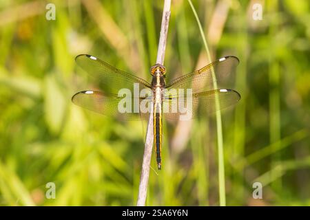 Spangled Skimmer female, Marion County, Illinois. Stock Photo