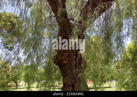close-up large tree with thick trunk and long, drooping leafy branches Stock Photo