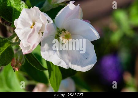 Close-up view of delicate white apple blossoms on a tree branch, bathed in sunlight. Stock Photo