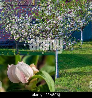 Apple tree in bloom on a sunny day. The white and pink blossoms are in full bloom, and the grass is green. Stock Photo