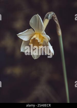 An isolated white Daffodil at springtime Stock Photo