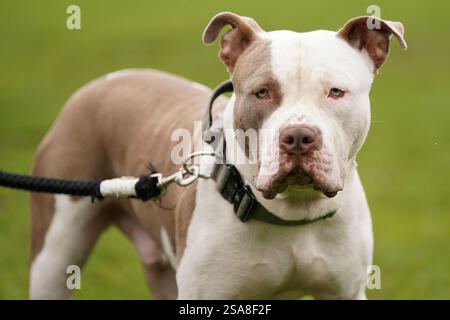 File photo dated 30/09/23 of an XL bully dog called Riz, during a protest against the Government's decision to add XL bully dogs to the list of prohibited breeds under the Dangerous Dogs Act following a spate of recent attacks. Enforcing a ban on XL bully dogs is placing a 'huge burden on policing', with millions of pounds spent on veterinary bills and kennelling, police chiefs have warned. Issue date: Wednesday January 29, 2025. Stock Photo