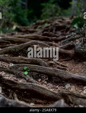 Selective focus on a small bright green plant growing in the middle of a forested hiking path covered in tree roots Stock Photo