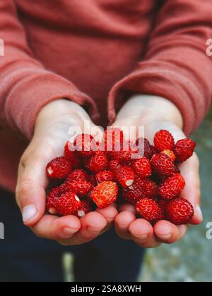 Wild strawberries in children hands freshly picked berries in forest summer season harvest, vegan healthy food Stock Photo