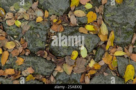 Top-down view of fallen yellow and brown leaves over rocks partially coated with lichen and moss Stock Photo