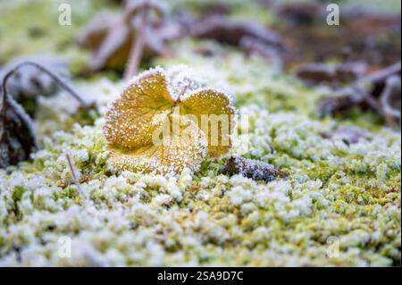 Close-up of frozen leaves covered in ice crystals. The leaves display shades of green, brown, and red, creating an abstract natural pattern that highl Stock Photo