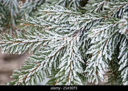 Close-up of a conifer branch covered in delicate ice crystals. The frozen needles glisten in the cold winter light, showcasing the intricate beauty of Stock Photo