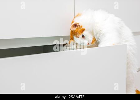 white domestic cat climbs into a cabinet drawer. the cat takes something out of the closet. curious cat. Stock Photo
