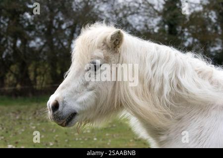 Old Welsh Mountain pony mare grazing in a meadow in UK in Spring Stock Photo