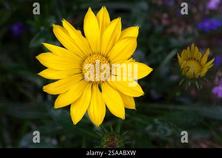 Yellow Gazania flower Stock Photo