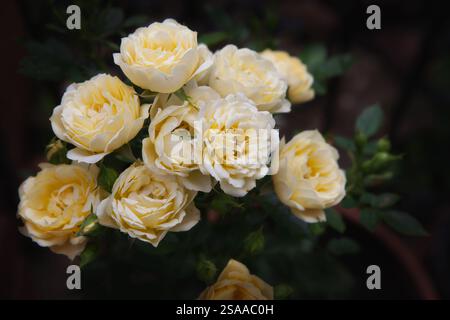 Pale yellow rose Stock Photo