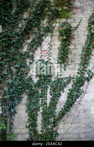 Ivy growing up an old painted brick wall Stock Photo