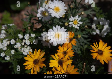 osteospurmum  and daisy flowers growing in an English cottage garden in summer Stock Photo