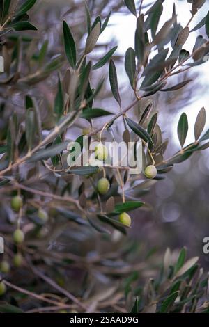 Olive tree branch with green olives. Olive groves in Montenegro. Stock Photo