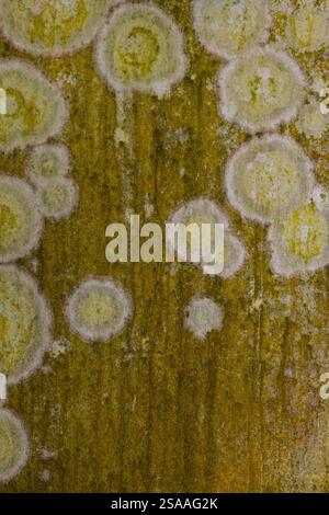 Abstract design of yellow circles made by nature on a wall. Stock Photo