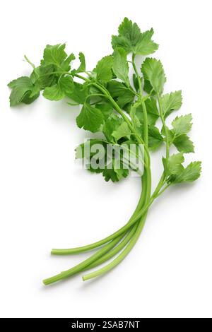 chinese celery isolated on white background Stock Photo