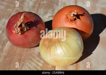 Organic onions, white, brown and red isolated on background Stock Photo