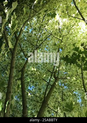 Silver Variegated Norway Maple Tree also known as Acer platanoides 'Drummondii' Stock Photo