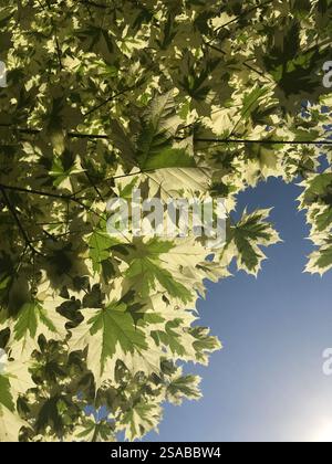 Silver Variegated Norway Maple Tree also known as Acer platanoides 'Drummondii' Stock Photo