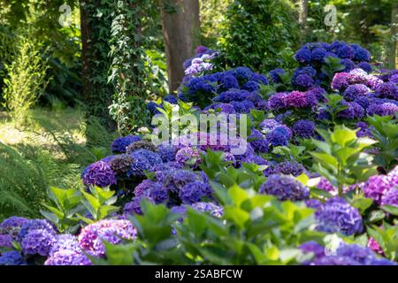Dark blue and purple hydrangea flowering plants. Hortensia ornamental shrubs in the forest garden. French hydrangeas in bloom. Stock Photo
